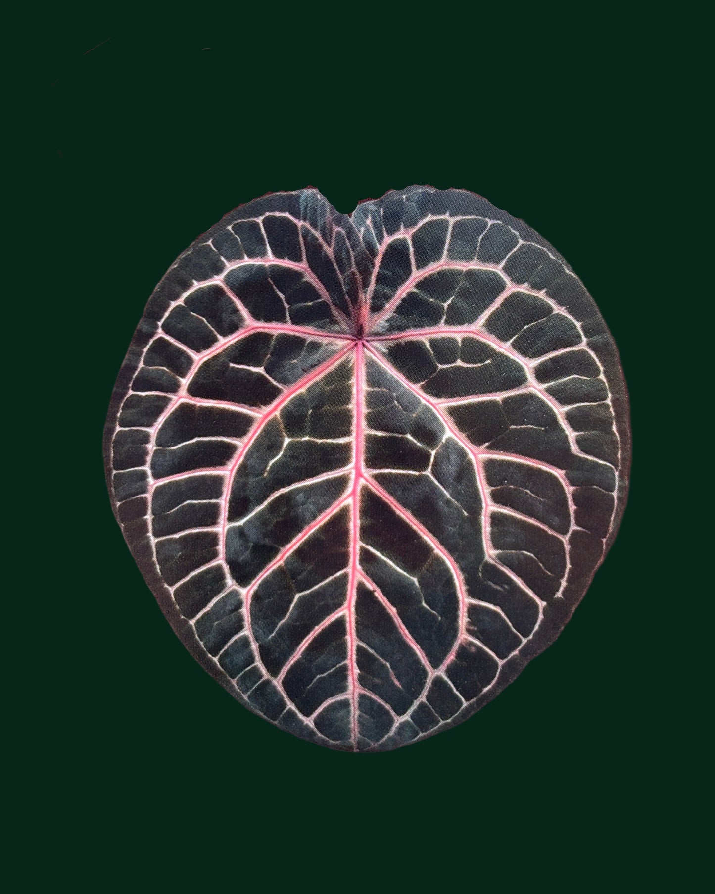Anthurium Michelle by DocBlock - PLANTS WITH BENEFITS
