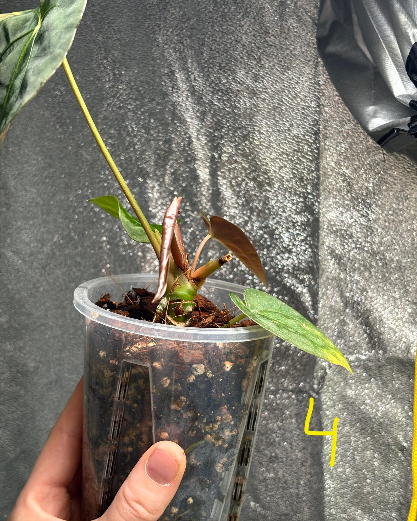 Anthurium Pure Papillilaminum - PLANTS WITH BENEFITS