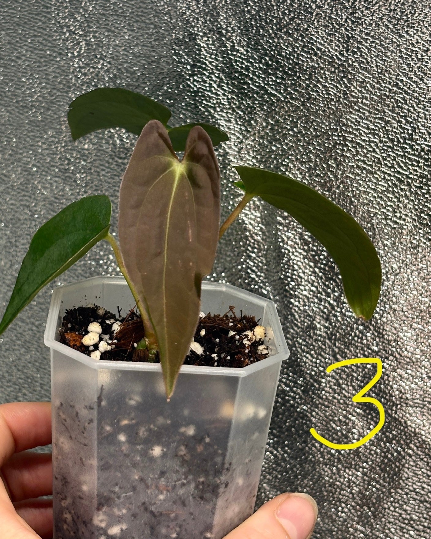 Anthurium Pure Papillilaminum - PLANTS WITH BENEFITS