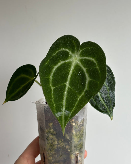 Anthurium King of Clarinervium 'Sulanjana' - PLANTS WITH BENEFITS