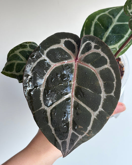 Anthurium Michelle by DocBlock - PLANTS WITH BENEFITS