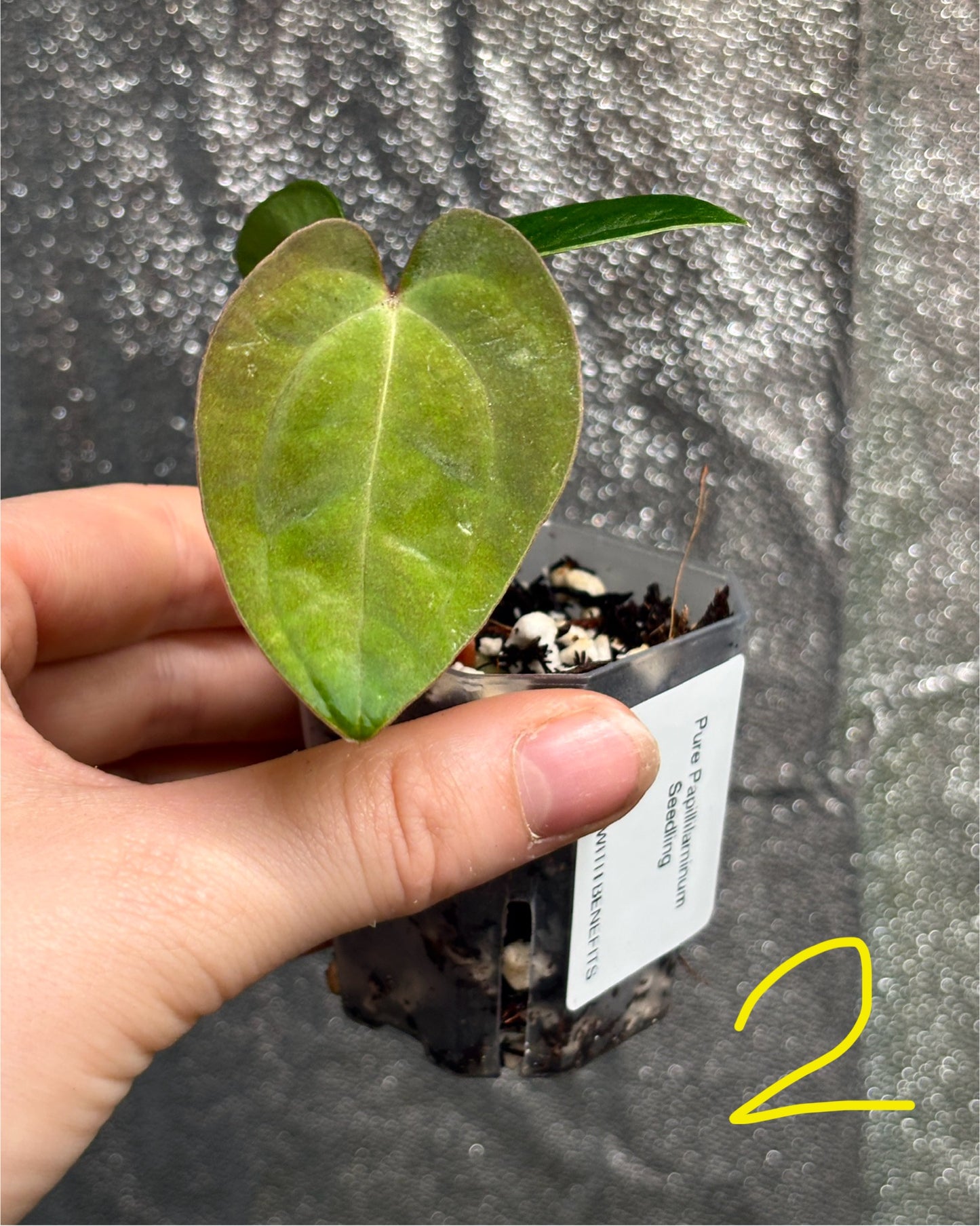Anthurium Pure Papillilaminum - PLANTS WITH BENEFITS