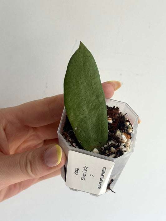 Hoya Silver Lady - PLANTS WITH BENEFITS
