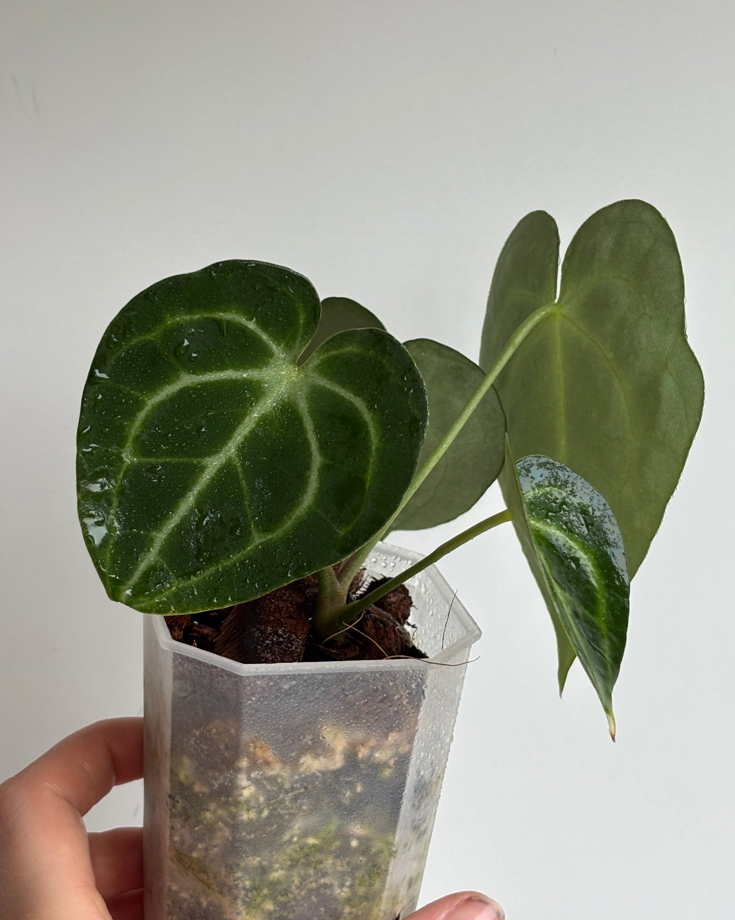 Anthurium King of Clarinervium 'Sulanjana' - PLANTS WITH BENEFITS