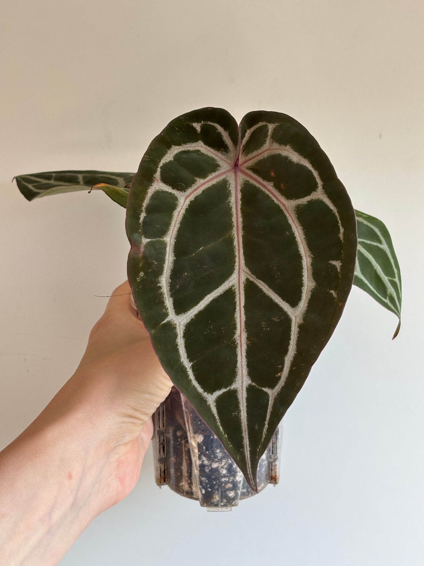 Anthurium Michelle by DocBlock - PLANTS WITH BENEFITS