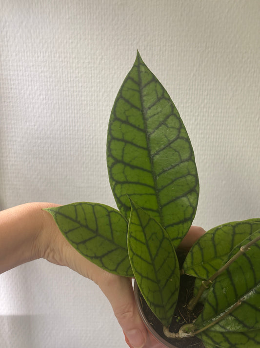 Hoya Callistophylla 'KAL 16' - PLANTS WITH BENEFITS