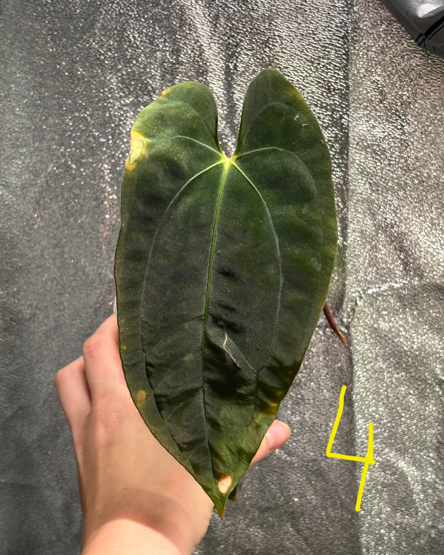 Anthurium Pure Papillilaminum - PLANTS WITH BENEFITS