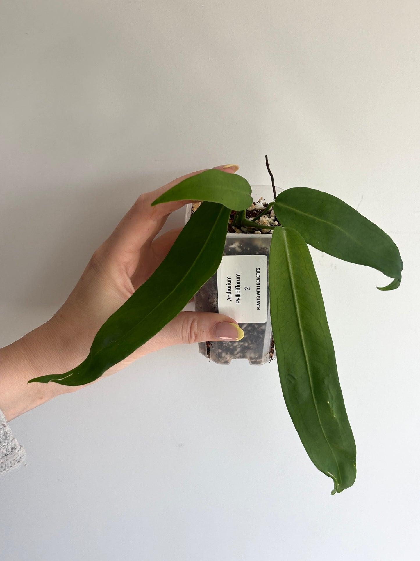 Anthurium Pallidiflorum - PLANTS WITH BENEFITS