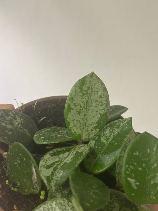 Hoya Mathilde Splash - PLANTS WITH BENEFITS