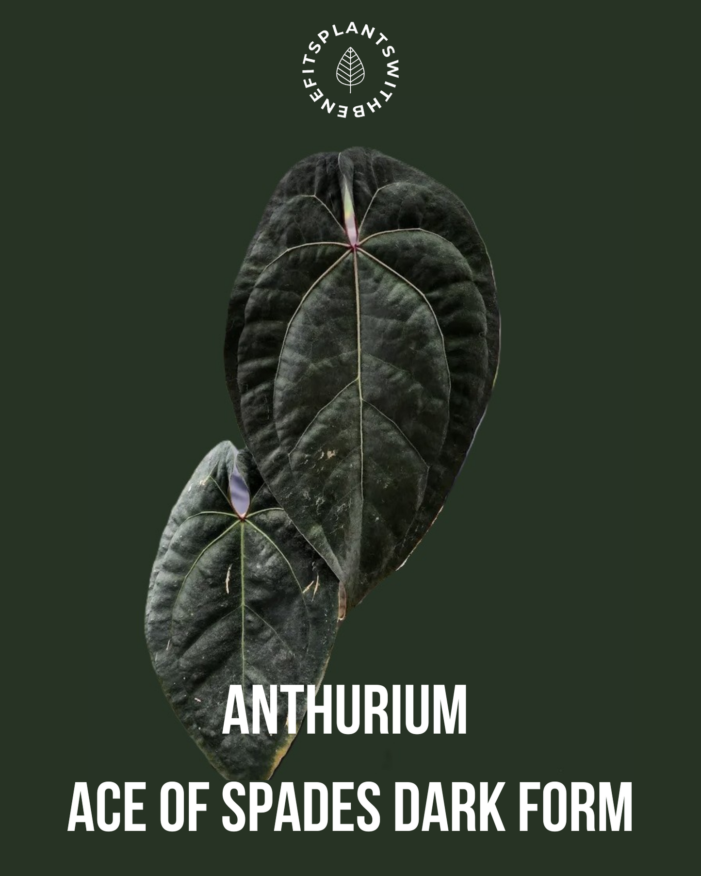 Anthurium Bigfoot x AOS DF