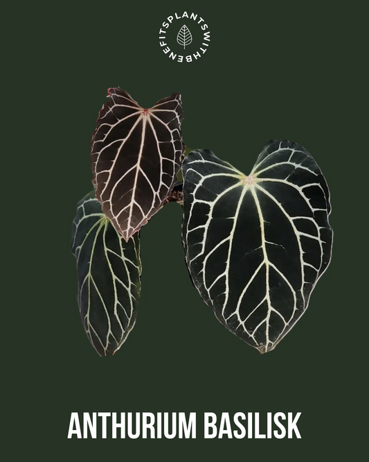 Anthurium Bigfoot x Basilisk coming soon - PLANTS WITH BENEFITS