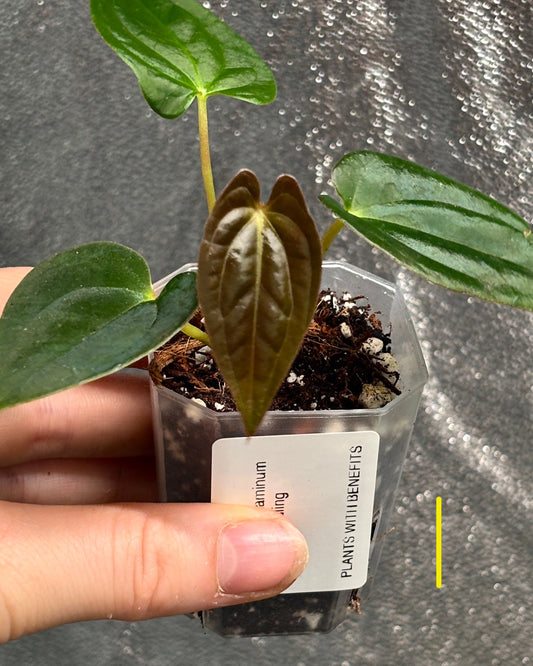 Anthurium Pure Papillilaminum - PLANTS WITH BENEFITS