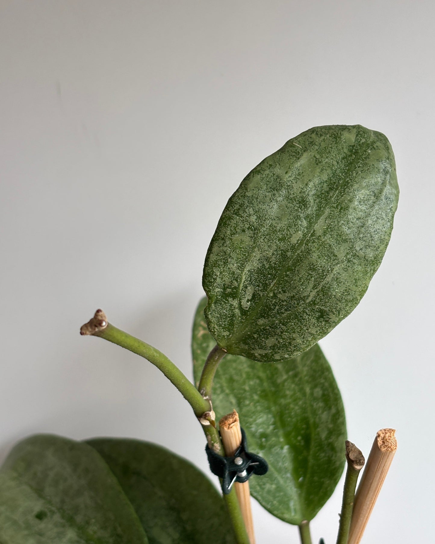 Hoya Macrophylla Silver Splash - PLANTS WITH BENEFITS