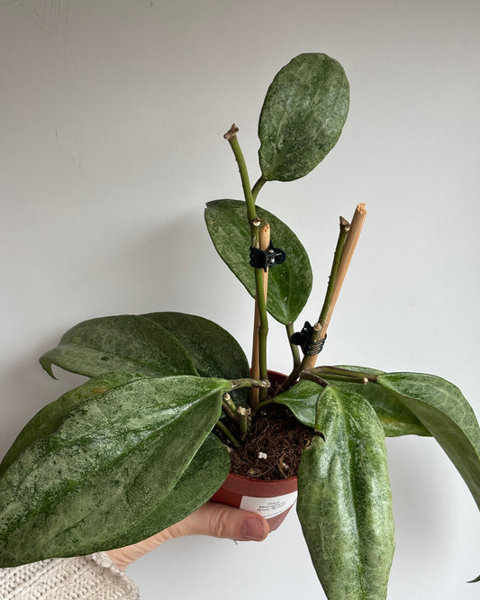 Hoya Macrophylla Silver Splash - PLANTS WITH BENEFITS