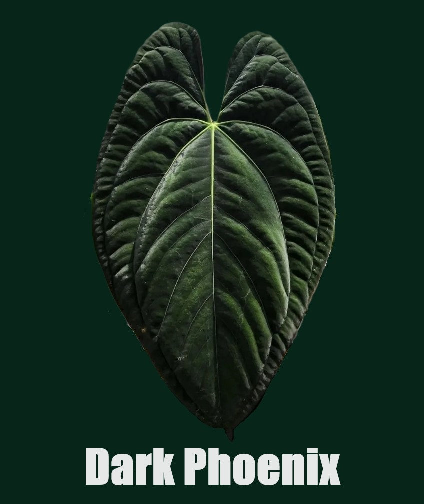 Anthurium Dark Phoenix - PLANTS WITH BENEFITS