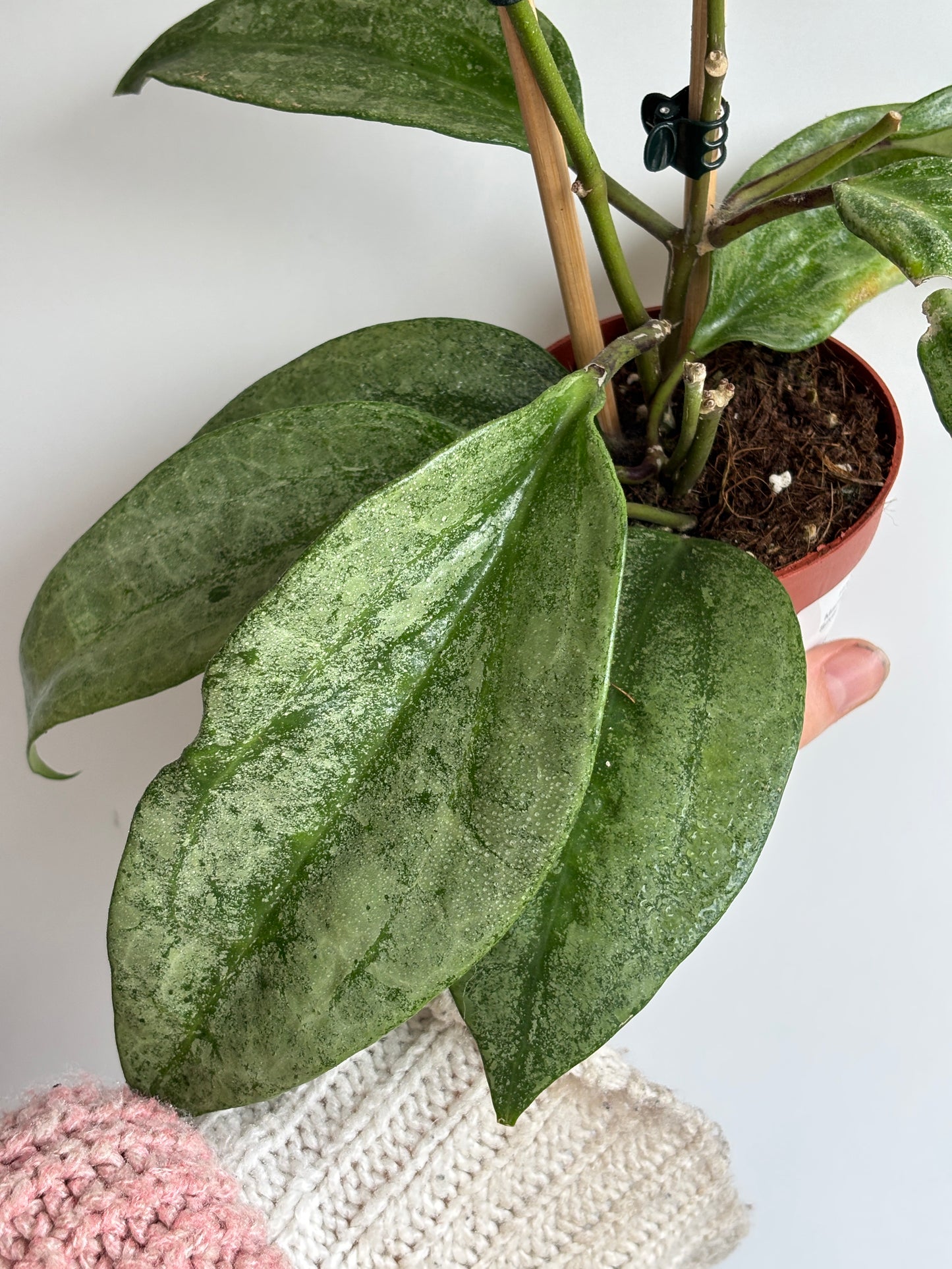 Hoya Macrophylla Silver Splash - PLANTS WITH BENEFITS