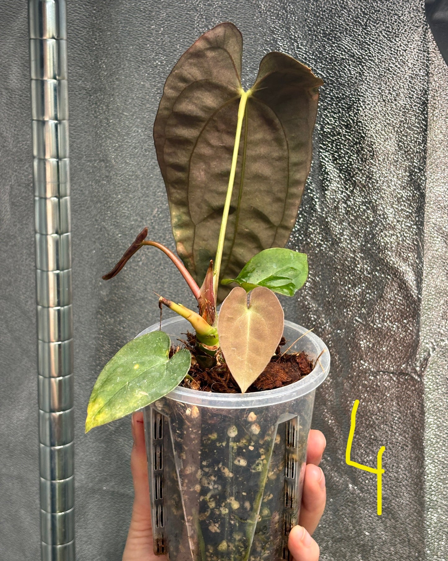 Anthurium Pure Papillilaminum - PLANTS WITH BENEFITS