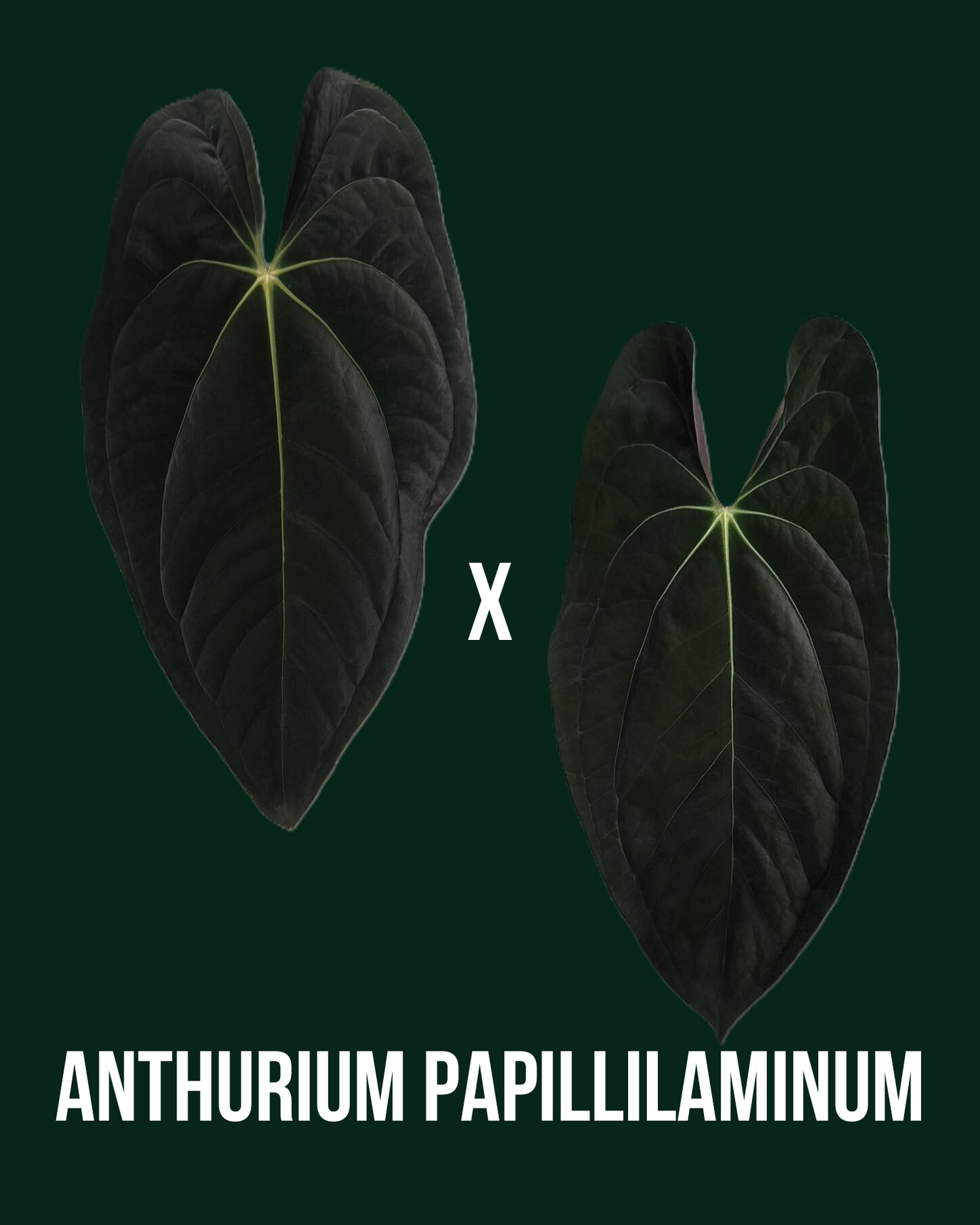 Anthurium Pure Papillilaminum - PLANTS WITH BENEFITS