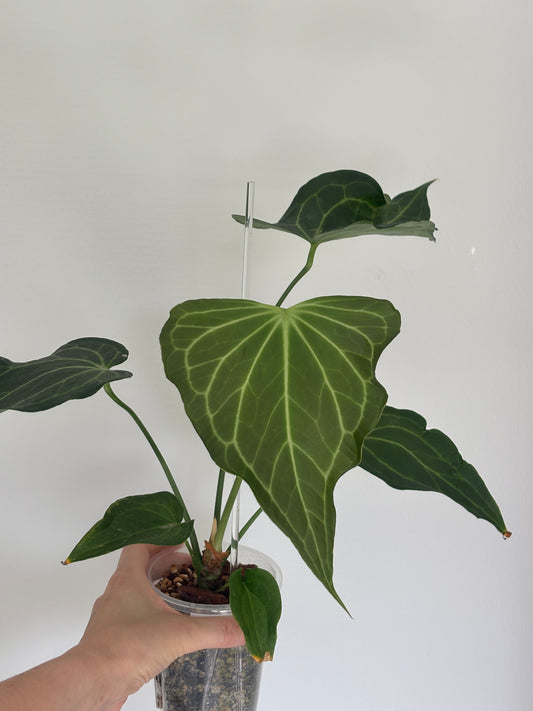 Anthurium Delta Force - PLANTS WITH BENEFITS