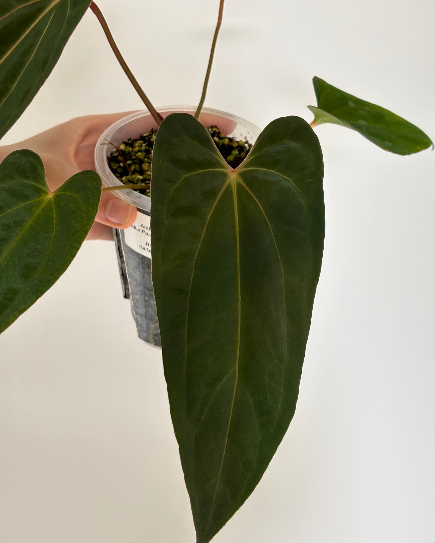 Anthurium Blue Papillilaminum x Red Vein Dark Phoenix (RVDP) - PLANTS WITH BENEFITS