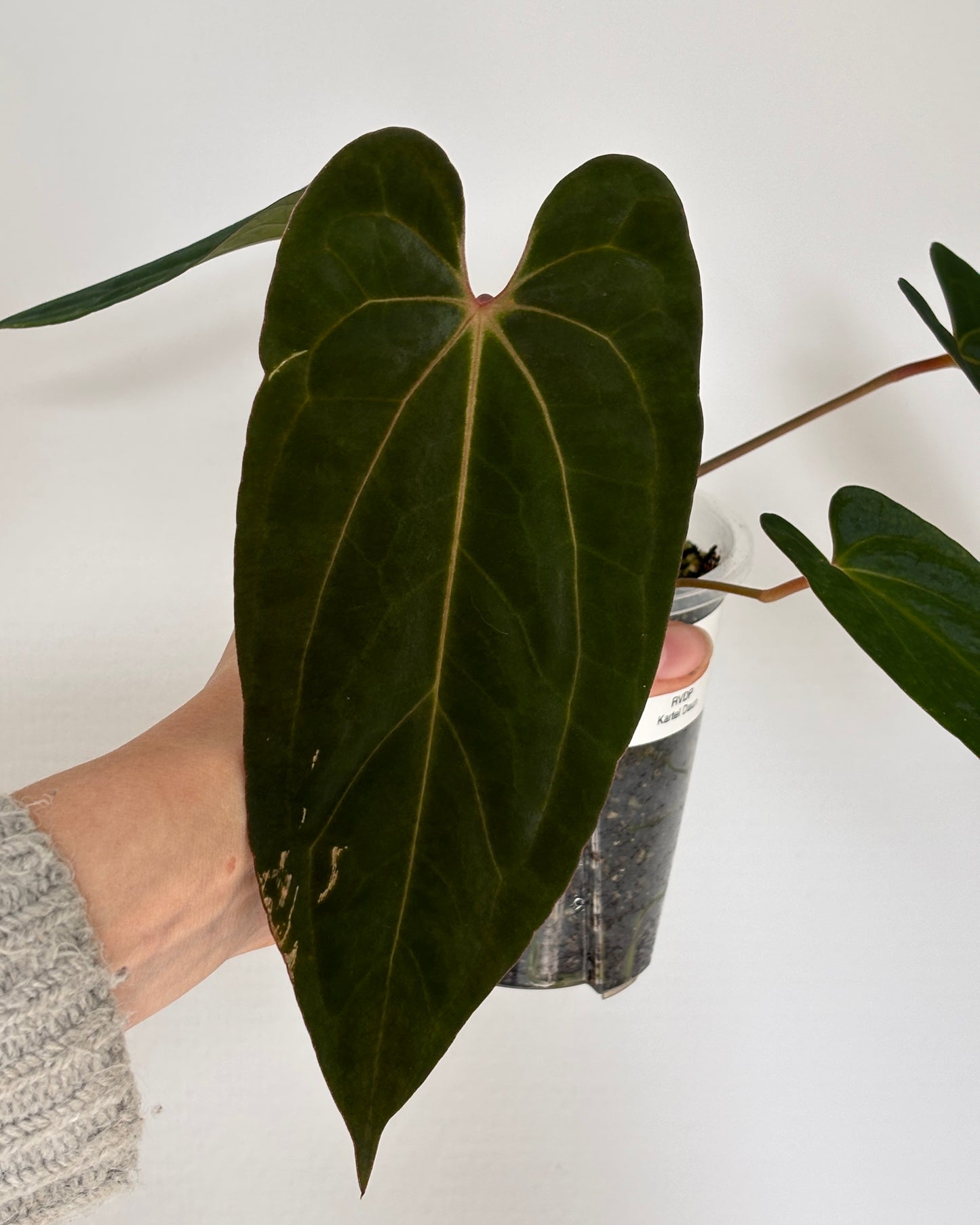 Anthurium Blue Papillilaminum x Red Vein Dark Phoenix (RVDP) - PLANTS WITH BENEFITS
