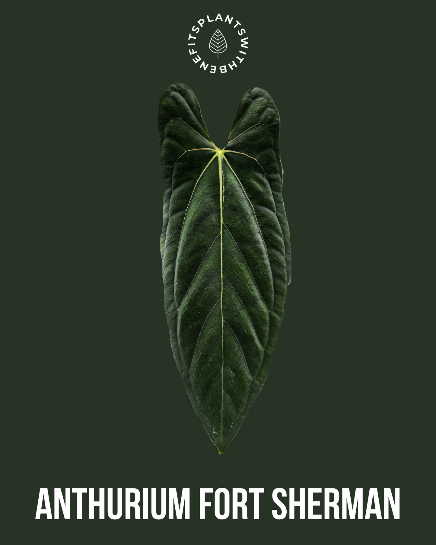 Anthurium Fort Sherman x (AOS x BVEP) - PLANTS WITH BENEFITS