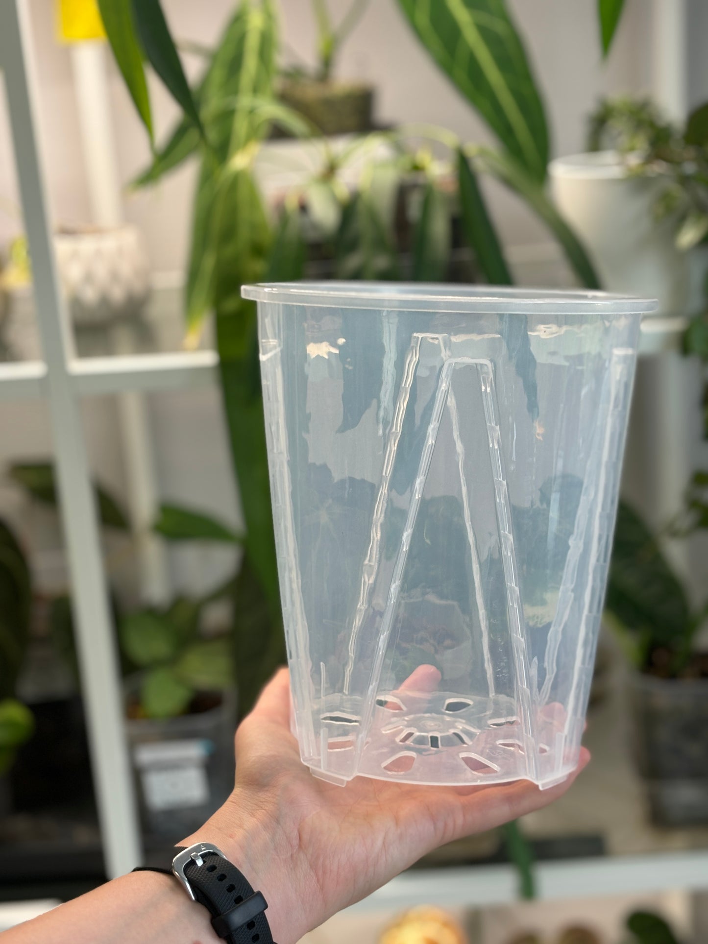 Clear anti-spiral pot - PLANTS WITH BENEFITS