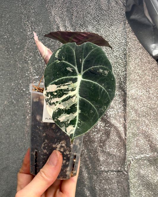 Alocasia Black Velvet Pink - PLANTS WITH BENEFITS