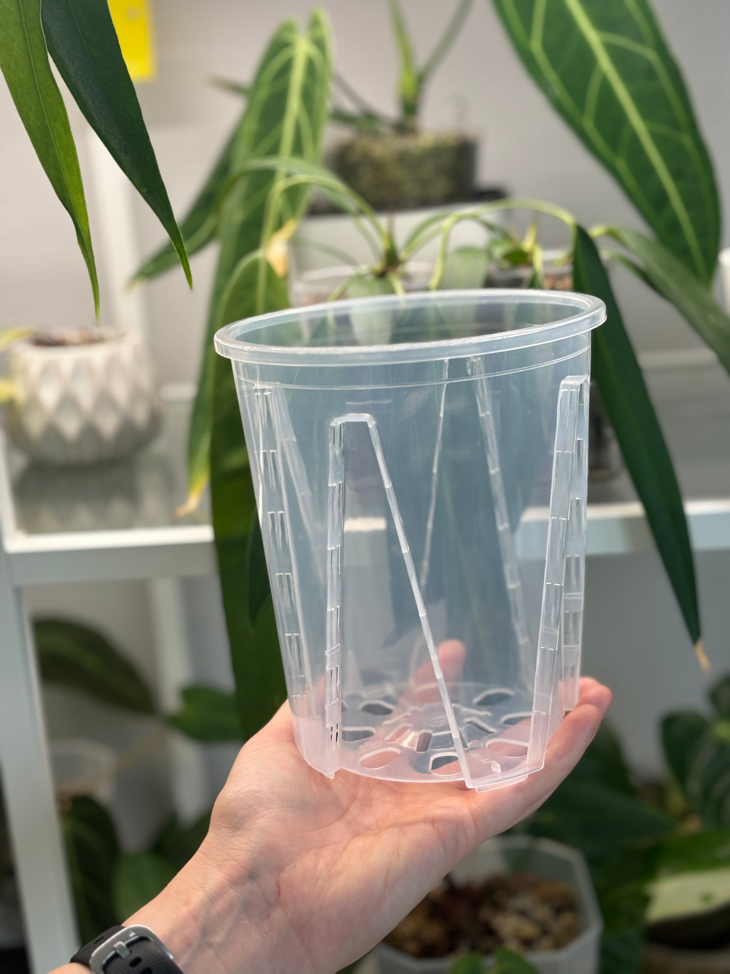 Clear anti-spiral pot - PLANTS WITH BENEFITS