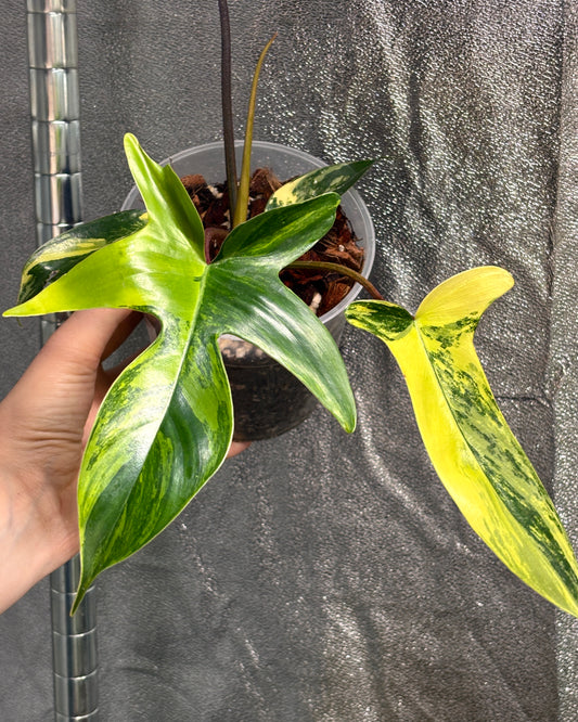 Philodendron Florida Beauty - PLANTS WITH BENEFITS