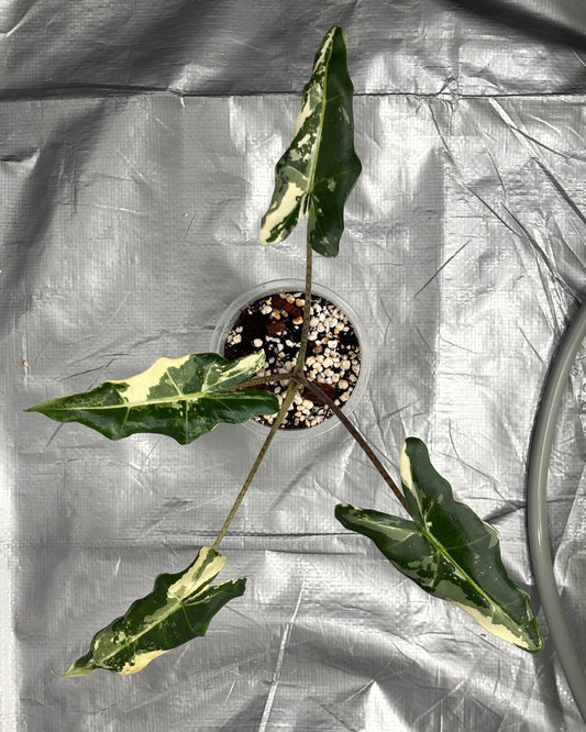 Alocasia Sarian Albo