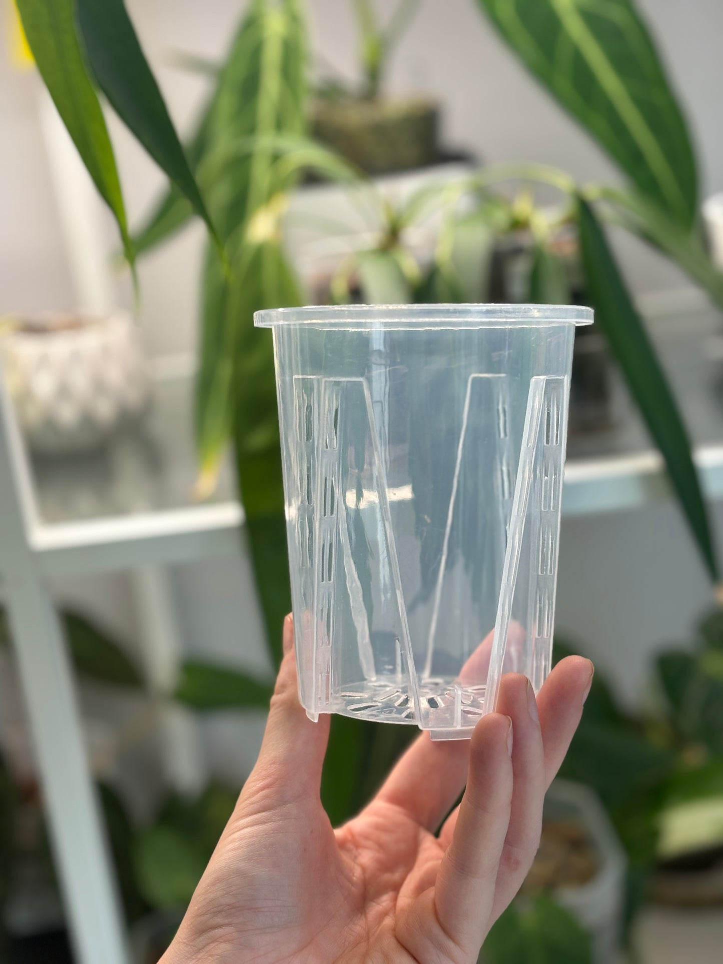 Clear anti-spiral pot - PLANTS WITH BENEFITS