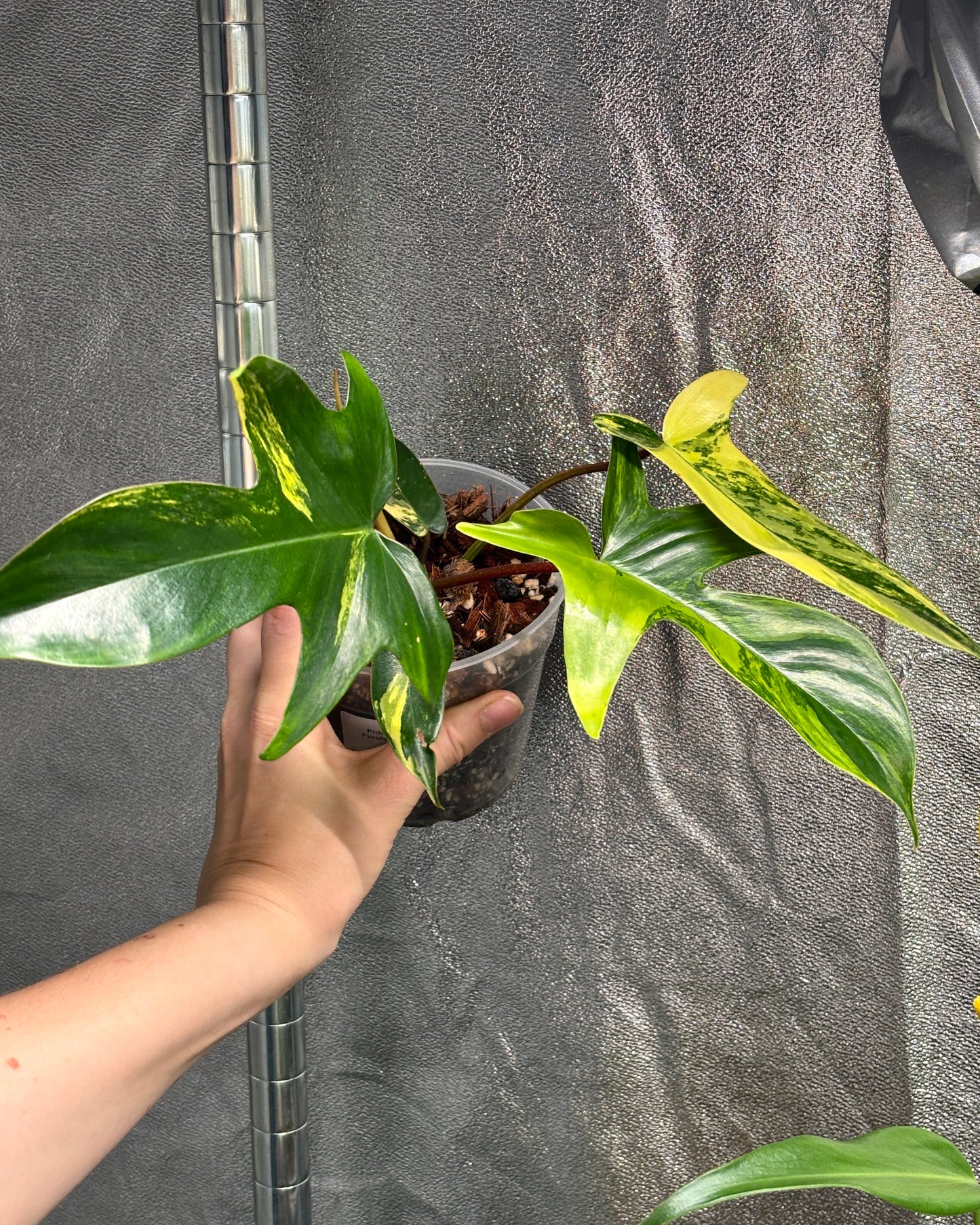Philodendron Florida Beauty - PLANTS WITH BENEFITS