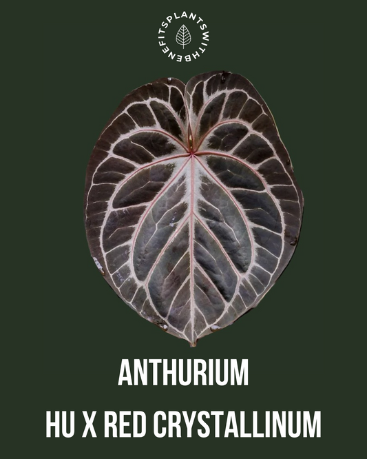 Anthurium Ace of Spades DF x HURC coming soon - PLANTS WITH BENEFITS