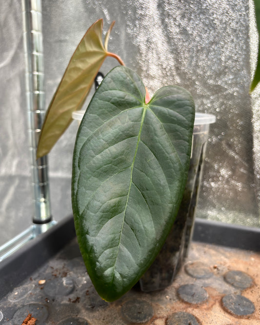 Anthurium Indo Portillae Dark Form x HU King of Spades - PLANTS WITH BENEFITS