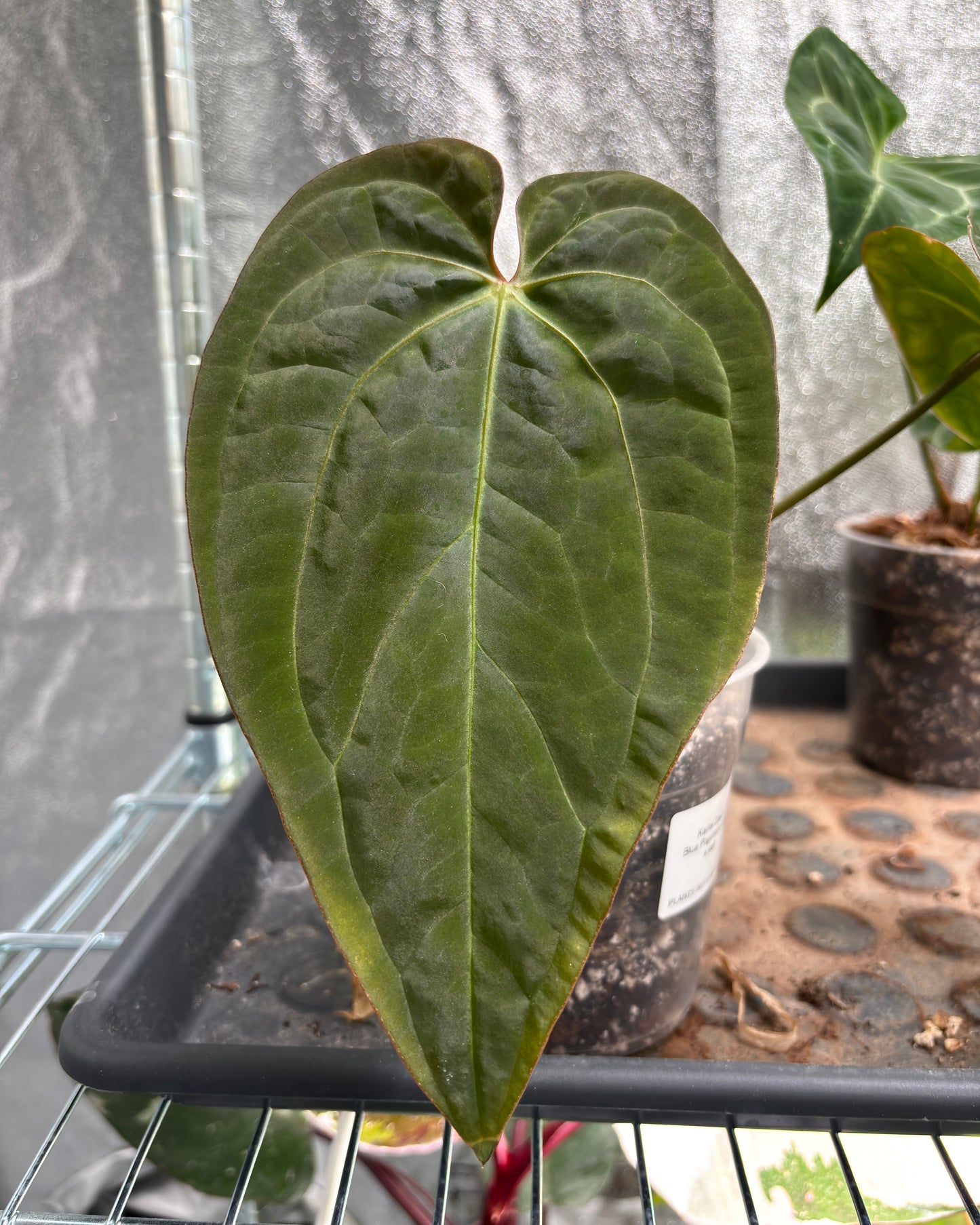 Anthurium Blue Papillilaminum - PLANTS WITH BENEFITS