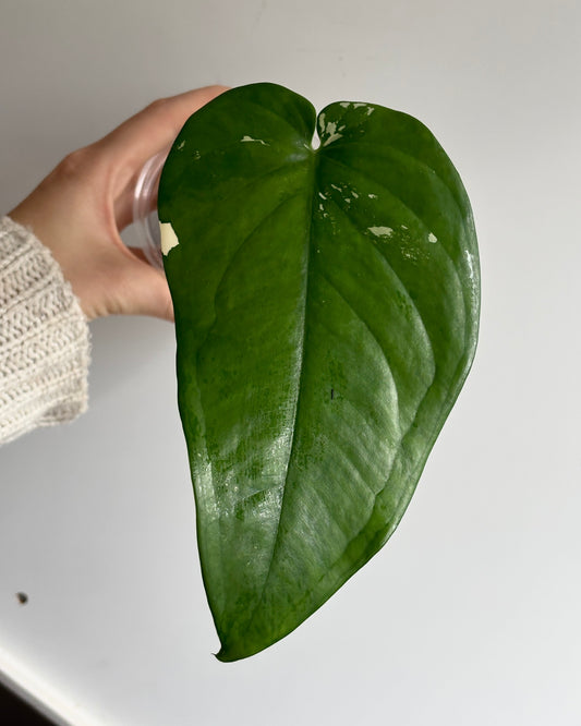 Syngonium Chiapense Albo - PLANTS WITH BENEFITS