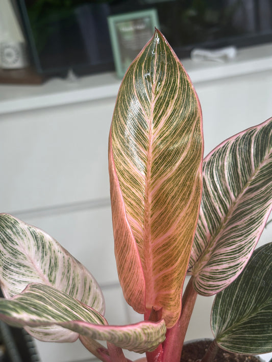 Philodendron Birkin 'Pink Bikini' - PLANTS WITH BENEFITS