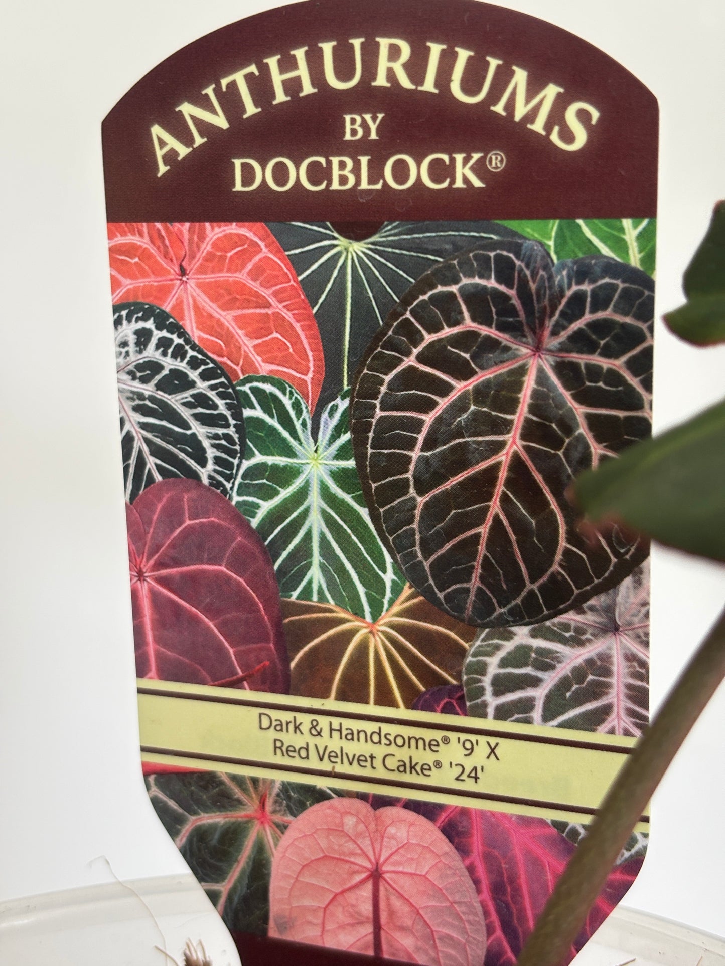 Anthurium Dark & Handsome® '9' X Red Velvet Cake® '24' by DocBlock - PLANTS WITH BENEFITS