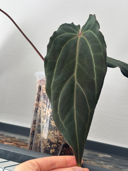 Anthurium Dark & Handsome® '9' X Red Velvet Cake® '24' by DocBlock - PLANTS WITH BENEFITS