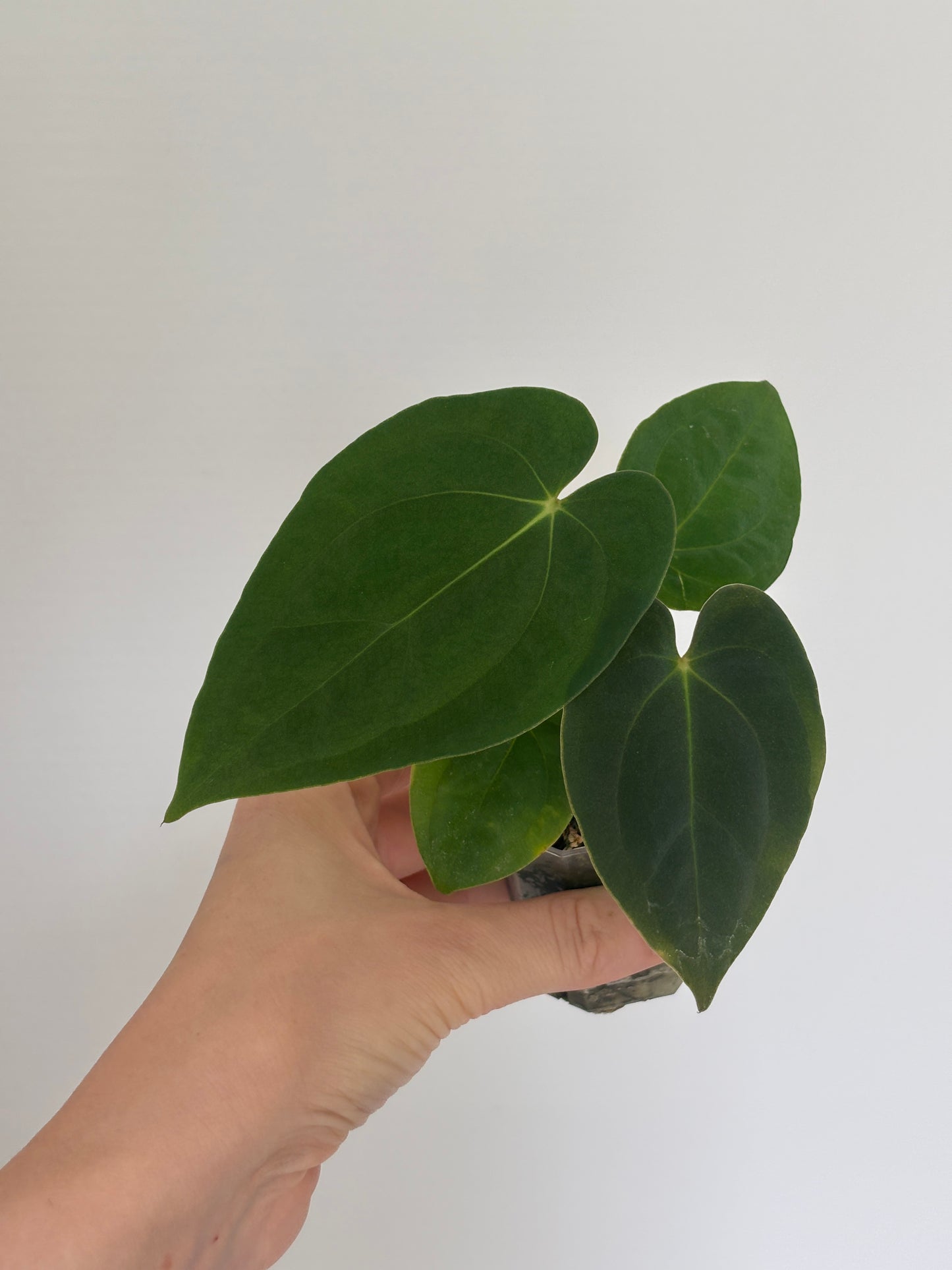 Anthurium Pure Papillilaminum - PLANTS WITH BENEFITS