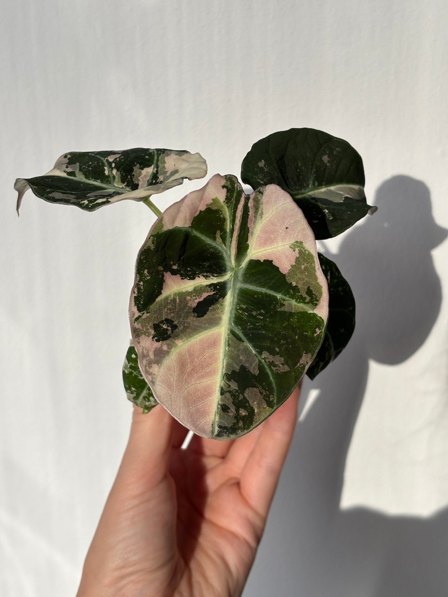 Alocasia Black Velvet Pink - PLANTS WITH BENEFITS