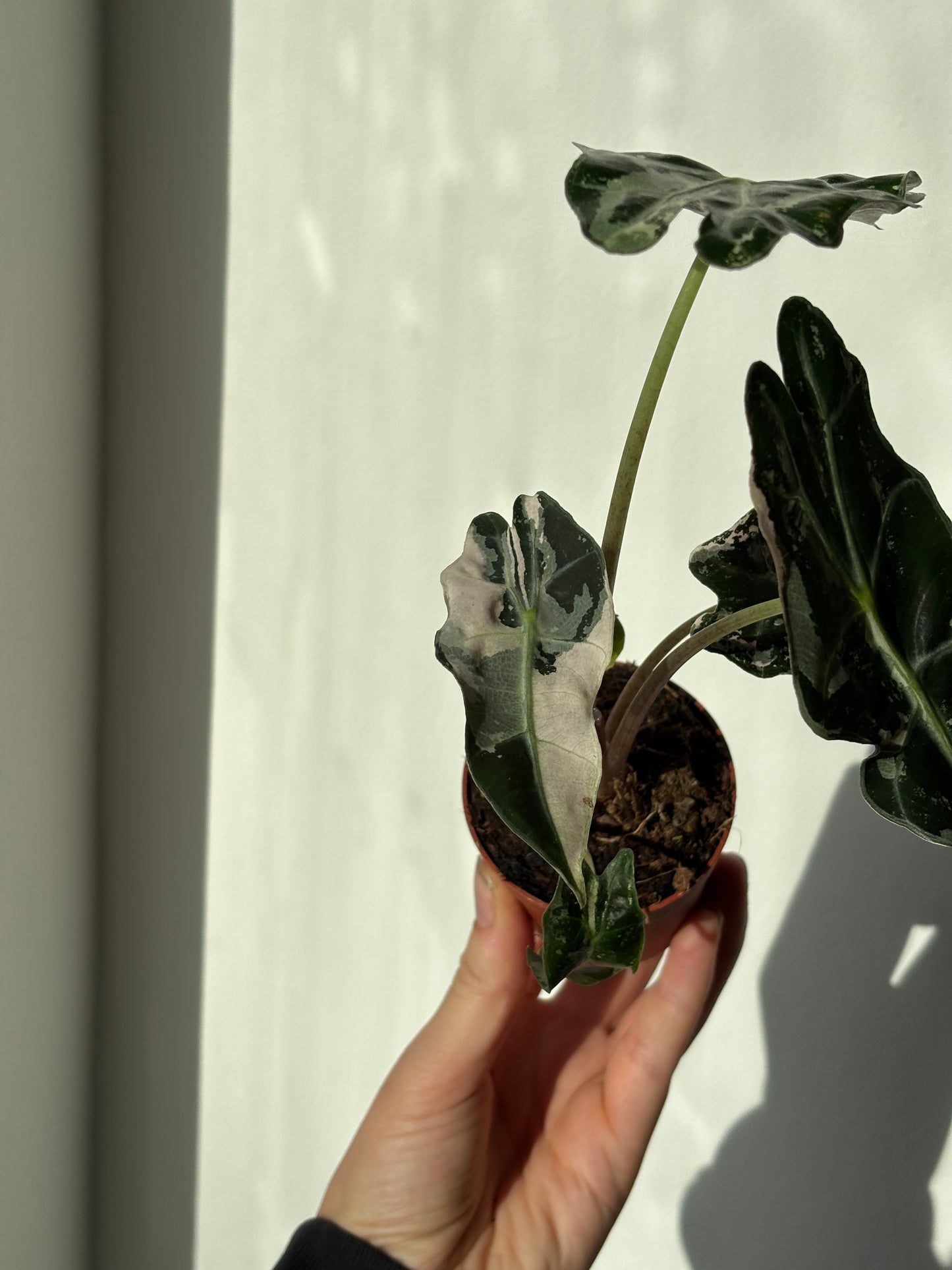 Alocasia Amazonica Pink - PLANTS WITH BENEFITS