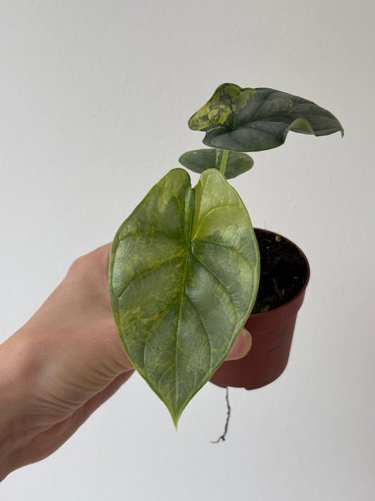 Alocasia Silver Dragon Aurea - PLANTS WITH BENEFITS