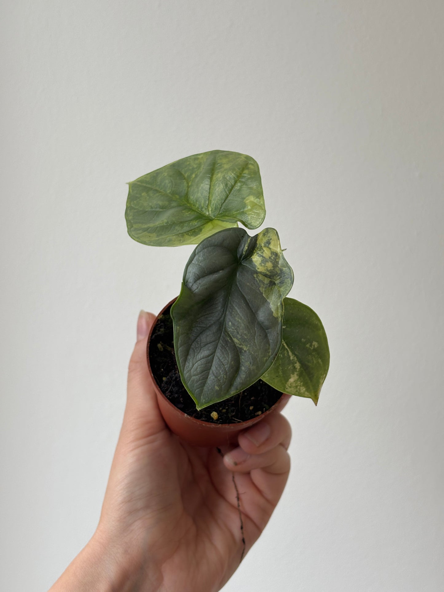 Alocasia Silver Dragon Aurea - PLANTS WITH BENEFITS
