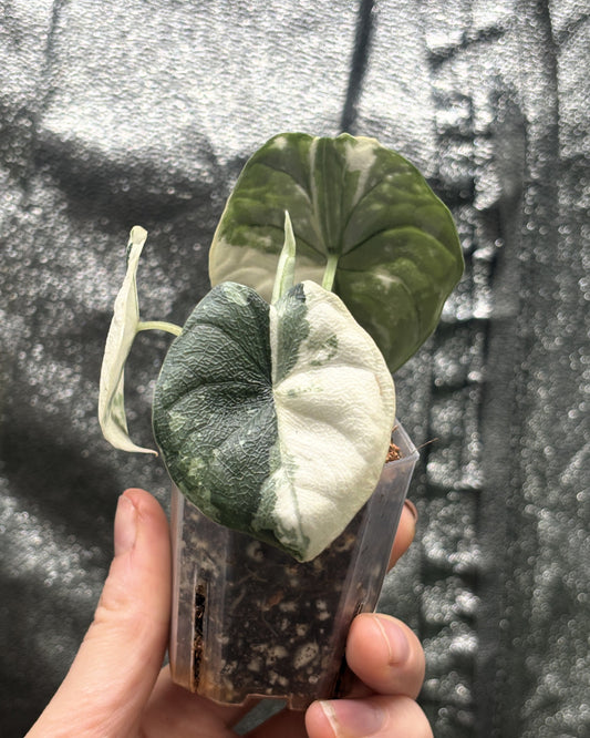 Alocasia Melo Albo