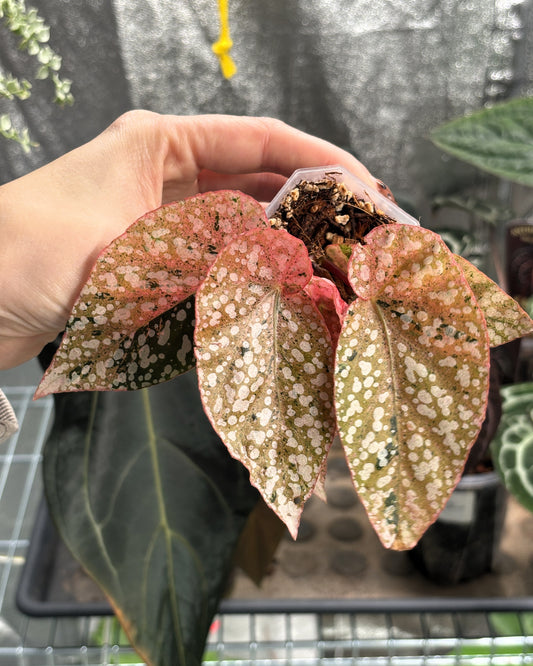 Begonia Snowcap Variegated