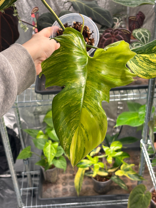 Philodendron Florida Beauty x Mayoi