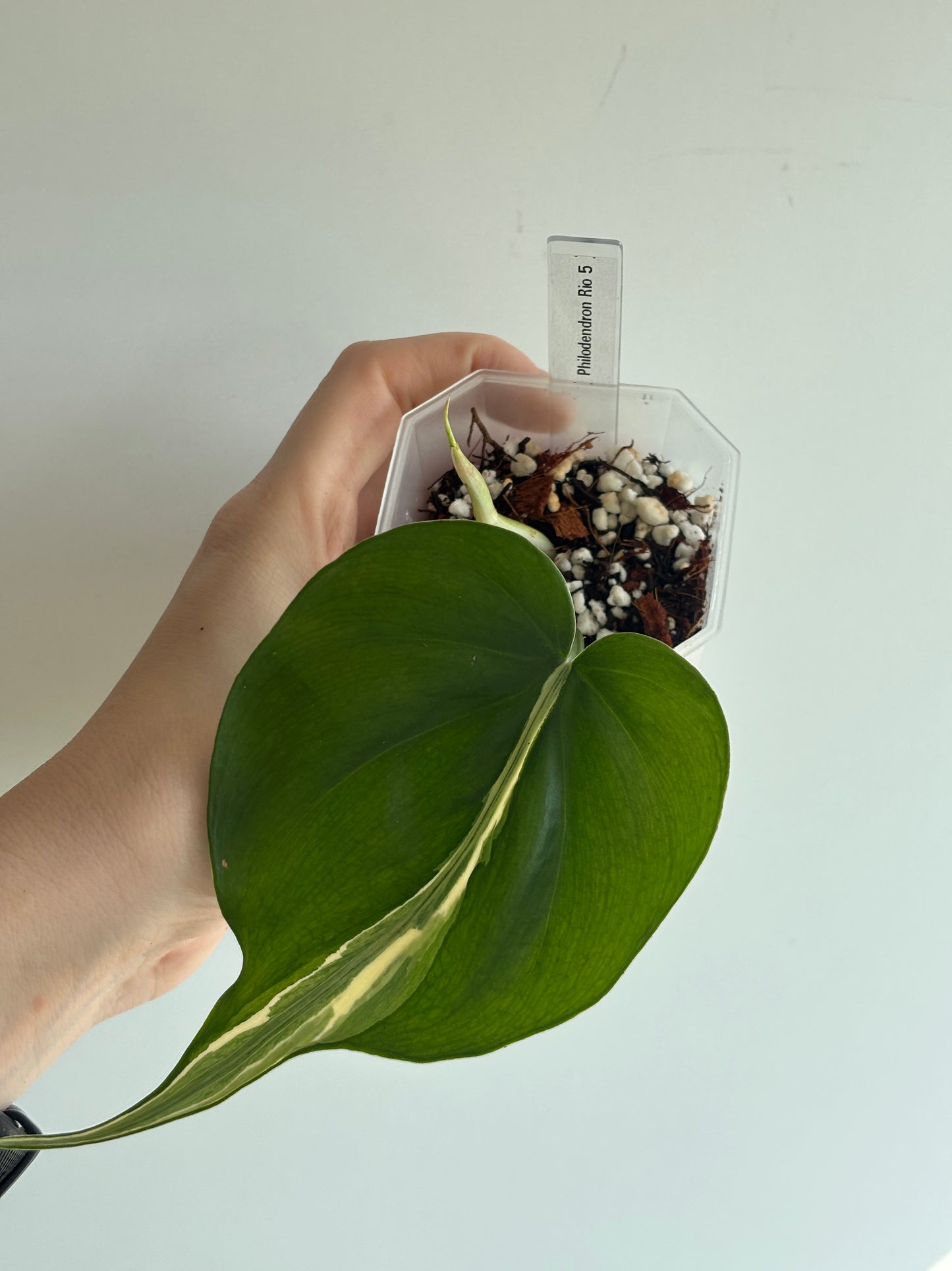 Philodendron Rio - PLANTS WITH BENEFITS