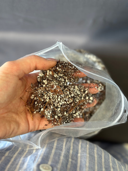 Aroid mix - fine - PLANTS WITH BENEFITS